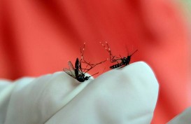 Nyamuk Demam Berdarah Lebih Suka Bau Badan Manusia Dibanding Bau Hewan