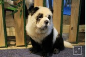 Kafe Ini Berikan Layanan Rias Anak Anjing jadi Mirip Panda