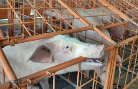 Ratusan Bangkai Babi di Sungai Bederah Medan, Warga Diimbau Waspada