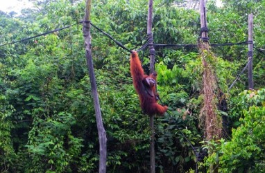 Pupuk Kaltim Beri Mobil Operasional untuk Dukung Penyelamatan Orangutan di BOSF