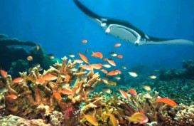 Pemprov Kaltim Tetapkan Kawasan Konservasi di Kepulauan Derawan dan Perairan Sekitarnya