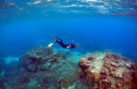 DPR Minta KKP dan KLHK Kaji Aturan Perdagangan Koral