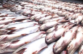 Usaha Pengolahan Ikan Genjot Pasar Lokal