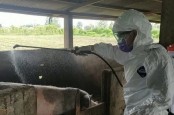 Jumlah Babi Mati Terserang Virus Kolera Bertambah Menjadi 27.070 Ekor
