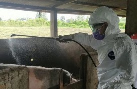 Tim Gerak Cepat Kementan Tangani Demam Babi Afrika di Sumut
