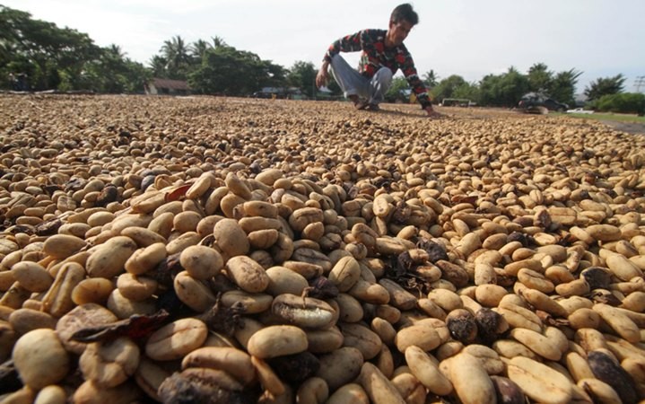 Volatilitas Tinggi bisa Dinginkan Kembali Harga Kopi - Market Bisnis.com