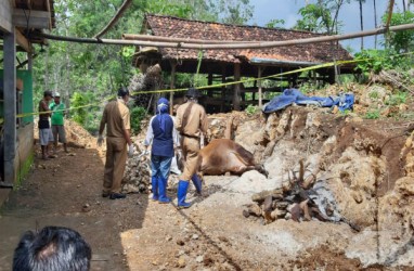 Kecamatan Ponjong Positif Antraks, Kasus Sapi Mati Mendadak Meluas di Gunungkidul 