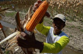 Program Tanaman Sela Kakao Bantu Pendapatan Petani Kolaka Utara