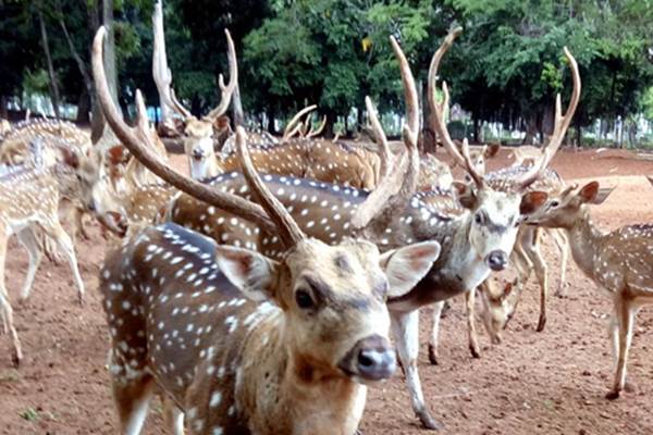 Begini Cara Memanggil Rusa Tutul Di Taman Rusa Monas Jakarta Bisnis Com