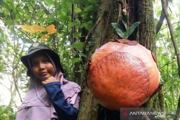 Langka Bunga Bangkai Menempel Di Akar Pohon Medang Kabar24 Bisnis Com