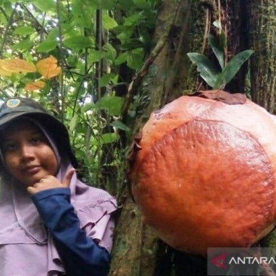 Langka Bunga Bangkai Menempel Di Akar Pohon Medang Kabar24 Bisnis Com
