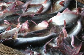 Produksi Ikan Patin dan Lele Diprediksi Naik di Atas…