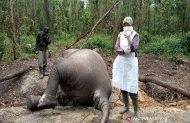 Gajah Mati di Bengkalis, BBKSDA Riau Ungkap Penyebabnya
