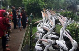 Jumlah Spesies Burung di Indonesia Bertambah, Kini Totalnya 1.794
