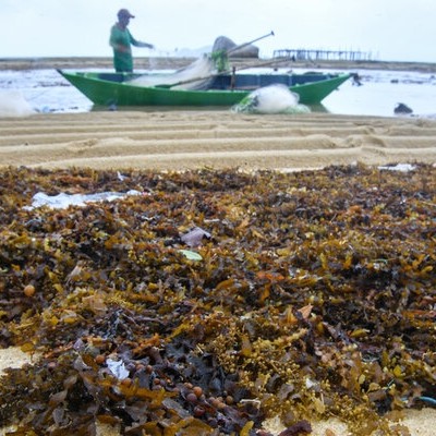 Parigi Moutong Produksi 13.000 Ton Rumput Laut