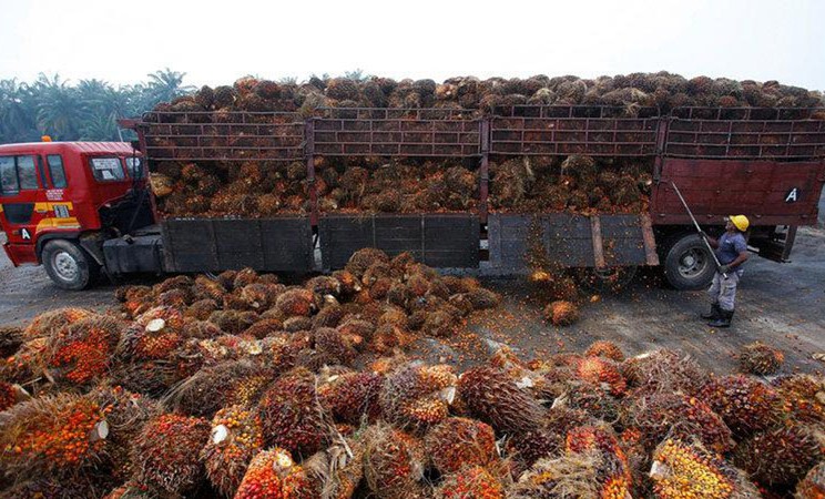 Pekerja membongkar muatan kelapa sawit dari truk. - Reuters/Samsul Said