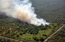 Dalam 3 Bulan 996,58 Hektare Lahan di Riau Terbakar