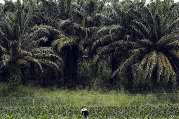 Kebun Kelapa Sawit Ditutup Malaysia Bakal Alami Disrupsi Pasokan Minyak Kabar24 Bisnis Com
