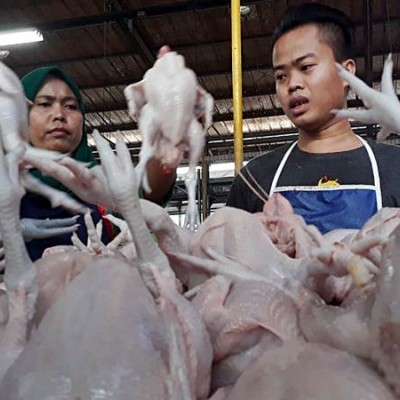 Harga Ayam Potong Di Palembang Mulai Naik