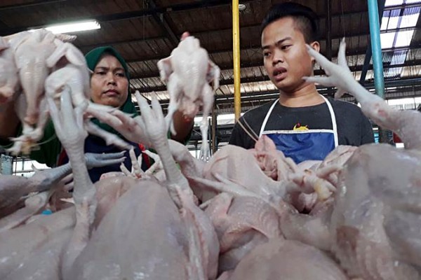 Harga Ayam Potong Di Palembang Mulai Naik