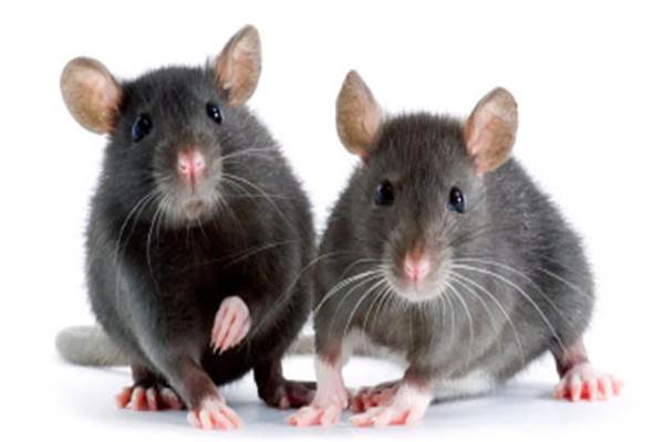 Tikus Menjadi Lebih Agresif Saat Pandemi Corona