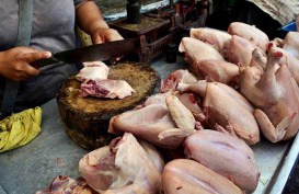 Harga Anjlok, Berdikari Ditugasi Serap 500.000 Ekor Ayam Peternak