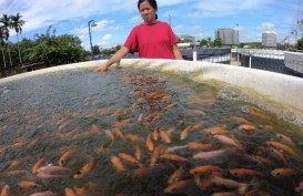 Terdampak Banjir, Pembudidaya Ikan Dapat Klaim Asuransi
