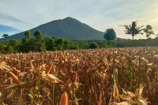 Ntt Akan Menanam Jagung 10 000 Hektare Tahun Ini Kabar24 Bisnis Com