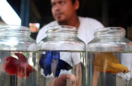 Kontes Virtual, Ide Cerdik Pembudidaya Ikan Cupang