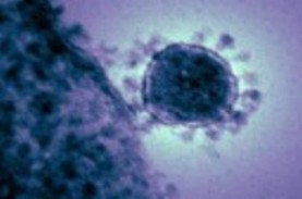 Peneliti Uraikan Jalur Infeksi Virus Corona dari Hewan…