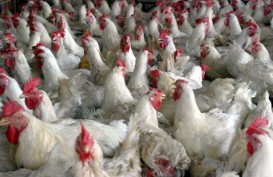 Harga Minyak Hancurkan Pasar Ekspor Daging Ayam AS