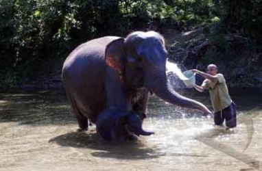 Seekor Gajah Mati Makan Nanas Isi Petasan, Sedang Hamil