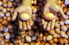 Ketahuan! Ada Telur Tak Laik Konsumsi di Paket Bantuan Sembako