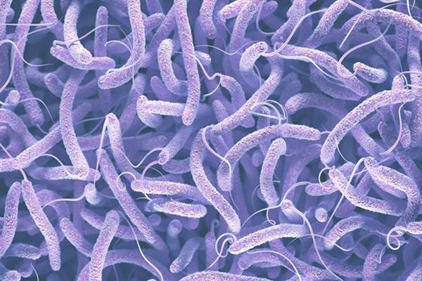 Bakteri Vibrio Cholerae - Istimewa