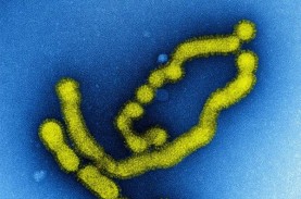 Ilmuwan Temukan Virus Flu Baru di China Yang Berpotensi…