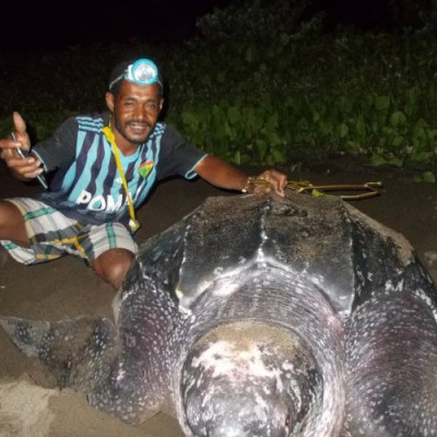 5 Penyu Raksasa Seukuran Meja Makan Bertelur Di Pantai Warebar Raja Ampat Teknologi Bisnis Com