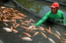 93 Kelompok Budi Daya Ikan Air Tawar di Bangka Tengah…