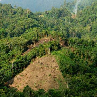 Integritas Pengelolaan Hutan Agar Tak Terjerat Omnibus Law Ekonomi Bisnis Com