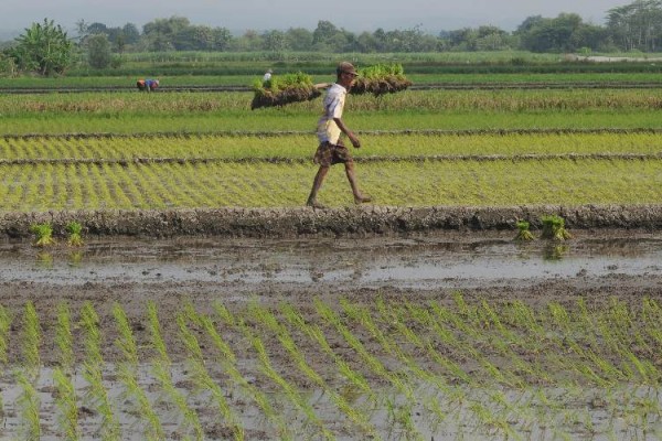 Pemkot Bengkulu Salurkan 10 75 Ton Benih Padi Ke Petani