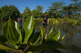 HUT RI, Pelindo I Tanam Mangrove & Beri Bantuan untuk Warga
