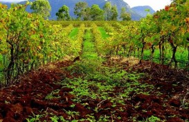 China Selidiki Antidumping di Produk Minuman Anggur Australia 
