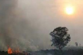 Astaga, Kebakaran Hutan di California Ada 360 Titik…