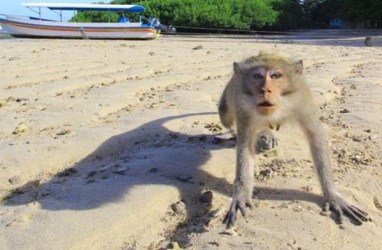 Amerika Serikat Kekurangan Stok Monyet untuk Penelitian Virus Corona