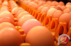 Harga Telur Ayam Ras Jatim Terus Merosot Rp700 tiap Hari