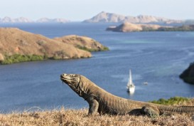 Ingin Ke Taman Nasional Komodo? Pemerintah Buka Registrasi Online