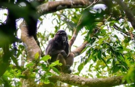 Temuan Fosil Monyet Tertua di China yang Berjuang Lawan Perubahan Iklim, Ini Penampakannya