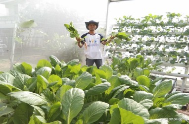 Jual Sayuran Online, Petani Hidroponik Palembang Bertahan di Tengah Pandemi