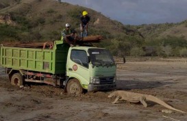 Begini Penampakan Komodo di Tengah Proyek Geopark di Pulau Rinca