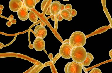 Kasus Covid-19 di Rumah Sakit Tingkatkan Risiko Penyebaran Bakteri Super