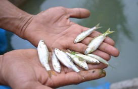 Tim Konservasi Memijahkan 1.000 Ekor Ikan Bilih Danau Singkarak